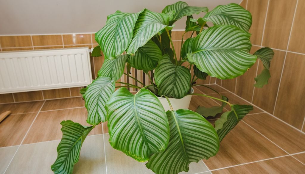 Calathea Maison salle de bain Feuille verte plante tropical radiateur Attention, avec beaucoup de soins, le calathea peut vite prendre ses aises…