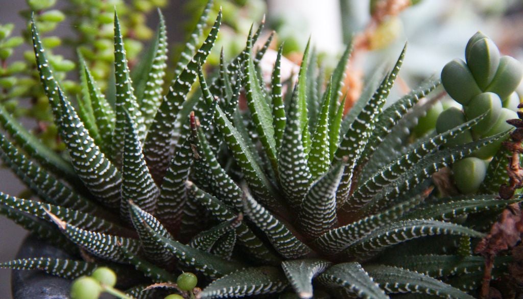 haworthia plante grasse succulente aloe vera Effectivement, l'haworthia ressemble un peu à l'aloe vera.