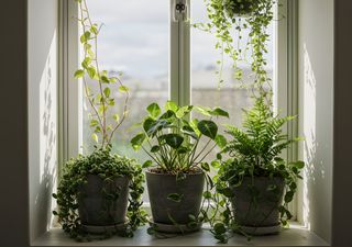 8 trucos fáciles y caseros para que tus plantas tengan agua mientras te vas de vacaciones