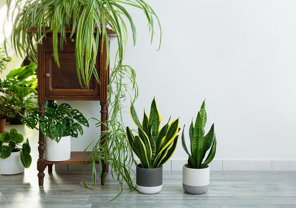 plantas