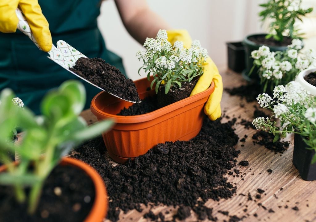 plantas