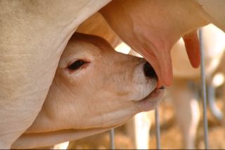 9+1 argumentos para desmontar el consumo de leche cruda