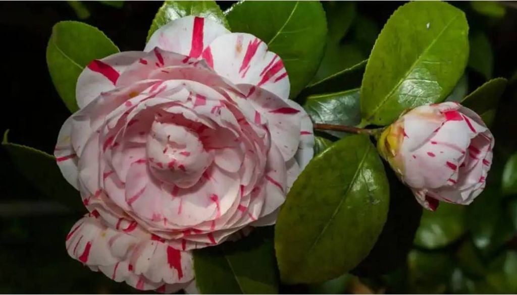 A camélia (Camellia) é uma planta ornamental de beleza incomparável, apreciada por suas flores deslumbrantes e elegantes. Na imagem, a variedade camélia mesclada (ou bicolor) em fase de floração, com pétalas abertas e botão em desenvolvimento. Crédito: Canva/Divulgação.