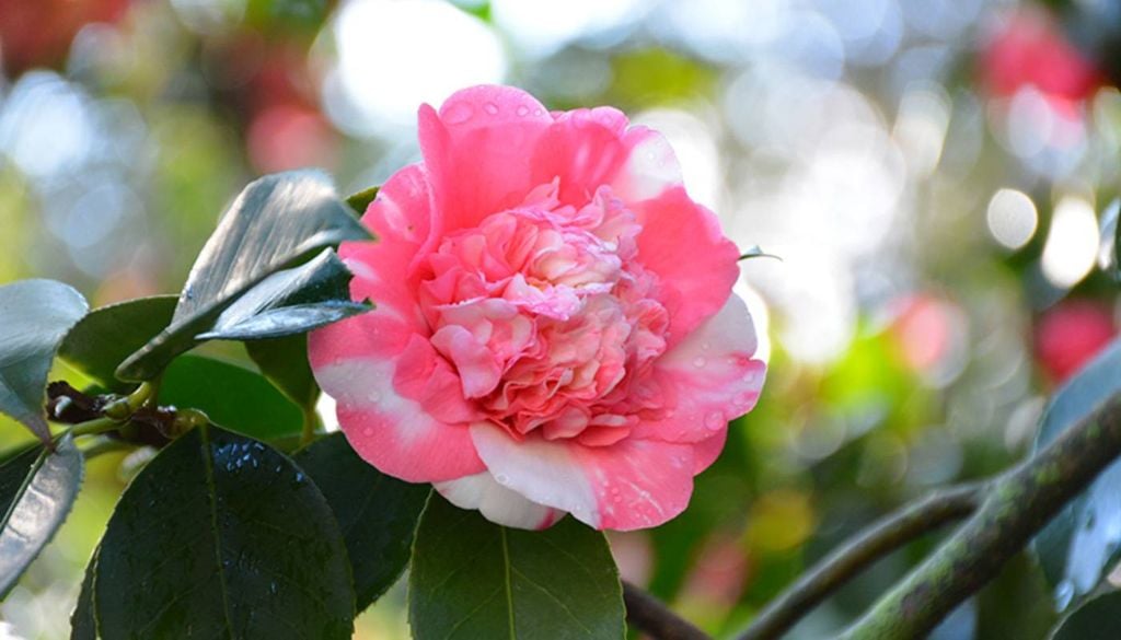 Nesta flor, as pétalas externas são largas e bem definidas, enquanto o centro é preenchido por numerosas pequenas pétalas dobradas, tipo um pompom. Crédito: NetPS Plant Finder.
