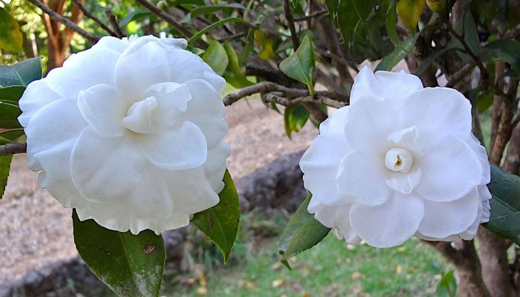 A bela camellia japonica ‘Alba Plena’, ou camélia-branca. Crédito: Cristina Braga.