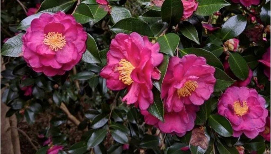 A bela Camélia Kanjiro (Camellia sasanqua 'Kanjiro'). Crédito: Mike See.
