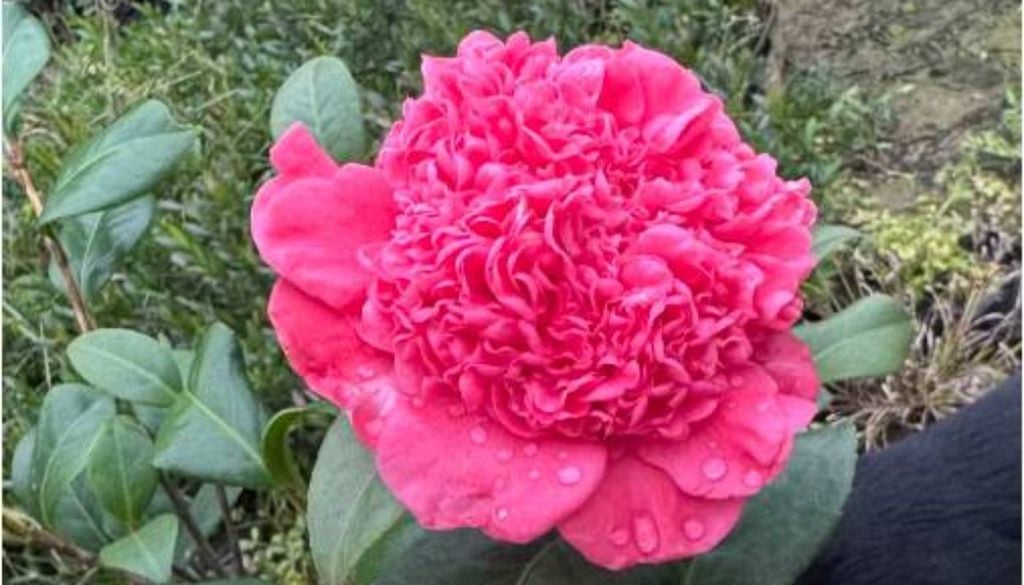 A Camélia-rosa-cravo (Camellia japonica 'Rosea Plena'). Crédito: Acervo Adauri Plantas.