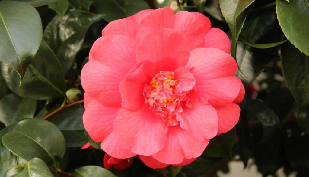 A Camélia-rubra-plena (Camellia japonica 'Rubra Plena'). Crédito: Divulgação.