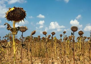 90% de la población mundial afectada por el calor extremo y las sequías