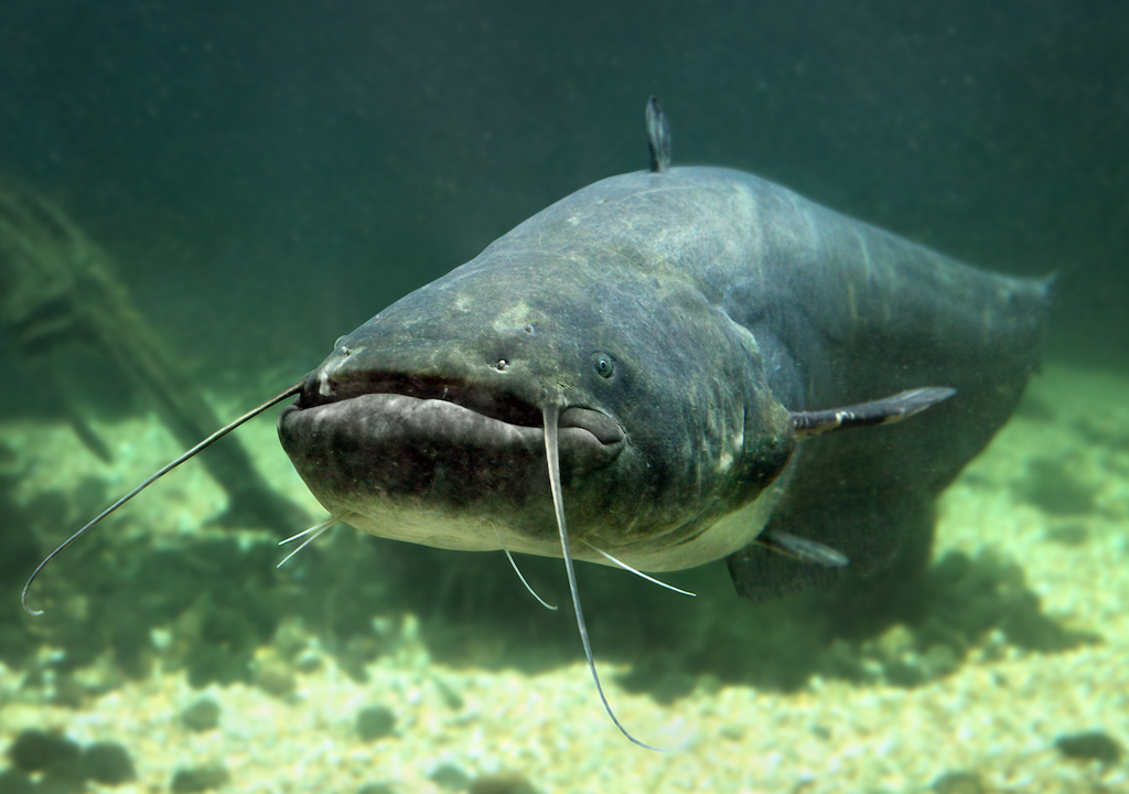 Riesenwels, Silurus glanis, Raubfisch, Gewässer