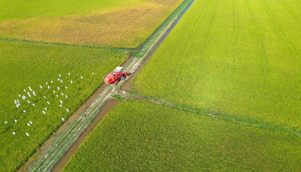 Os arrozais da Lezíria Grande produzem alimento e oferecem refúgio a aves aquáticas que hoje dependem destes ecossistemas agrícolas. Foto: Adobe Stock