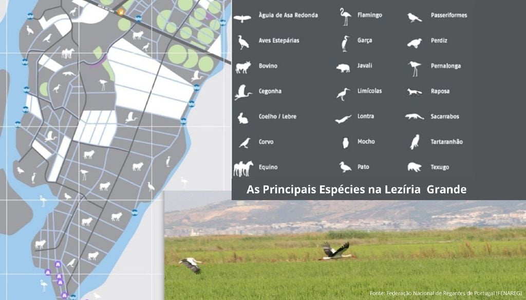 A Lezíria Grande é uma das mais importantes zonas húmidas da Europa para as aves aquáticas, com cerca de 200 espécies registadas. imagem: FENAREG