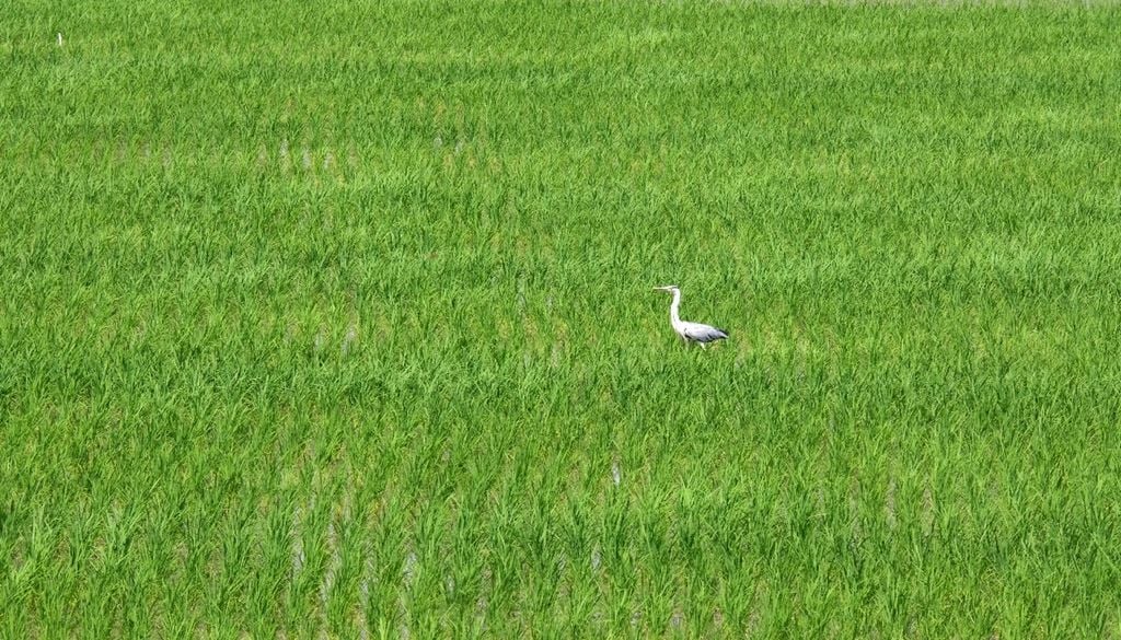 Entre as plantas de arroz, as garças recordam que estes campos são também um importante habitat para a biodiversidade. Foto: Adobe Stock