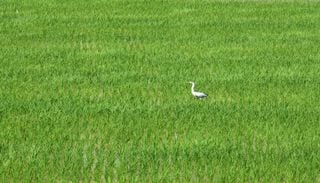 A agricultura em Portugal est&aacute; a perder as aves que sempre ajudaram a mant&ecirc;-la viva