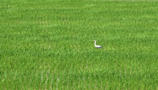 A agricultura em Portugal est&aacute; a perder as aves que sempre ajudaram a mant&ecirc;-la viva