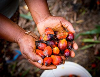 A ameaça invisível: como as mudanças climáticas estão transformando a Amazônia e seus impactos na agricultura