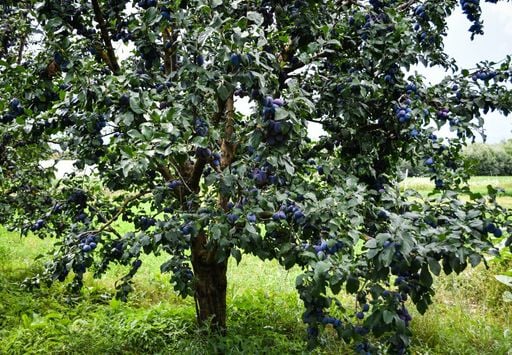 El árbol frutal que querrás plantar: da frutos durante todo el año y sus raíces no dañarán la acera