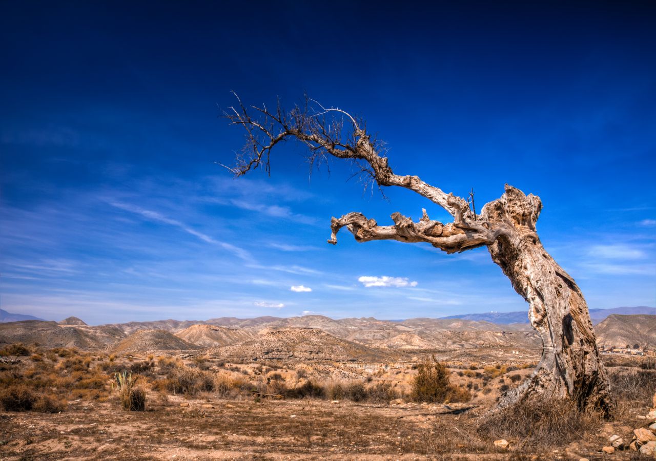 Os efeitos da seca no território são implacáveis e ajudam a fenómenos como a desertificação e o despovoamento.
