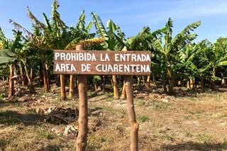 Conheça a bactéria que promete salvar as plantações de banana e revolucionar a agricultura