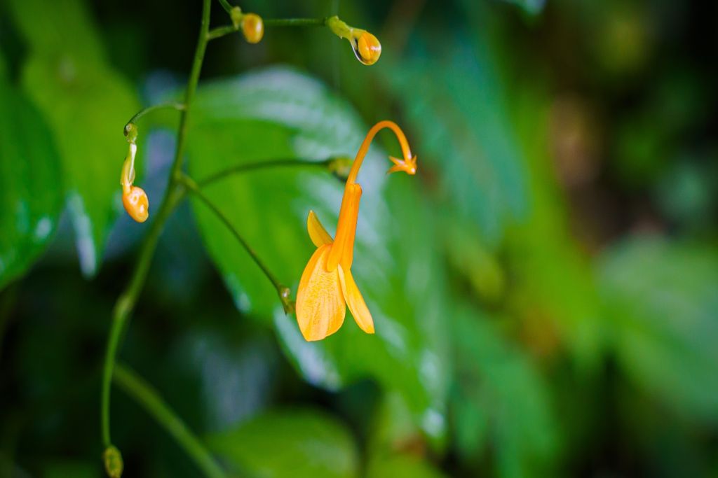 Globba, plantas, isolados Globba, plantas, isolados