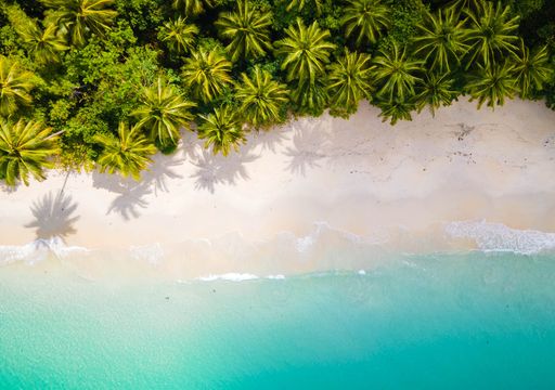 A batalha climática oculta entre as florestas e os oceanos