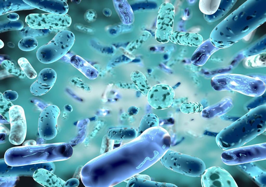 Bifidobactérias; bactérias