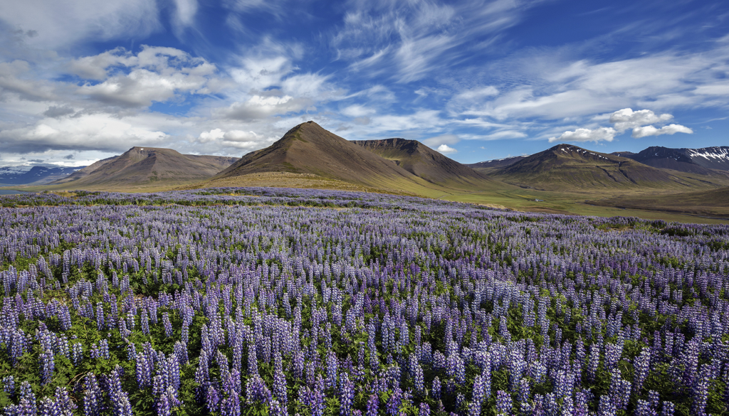 Tremoceiro de nootka azuis em flor (Lupinus nootkatensis) em frente a montanhas vulcânicas, formação de nuvens. Perto de Pingeyri, Fiordes do Oeste, Islândia, Europa.