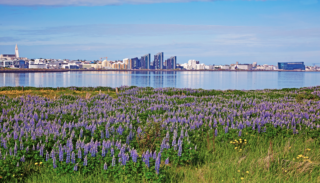Panorama urbano de arquitetura moderna em Reiquiavique com um campo de tremoceiros de nootka (Lupinus nootkatensis) em primeiro plano.