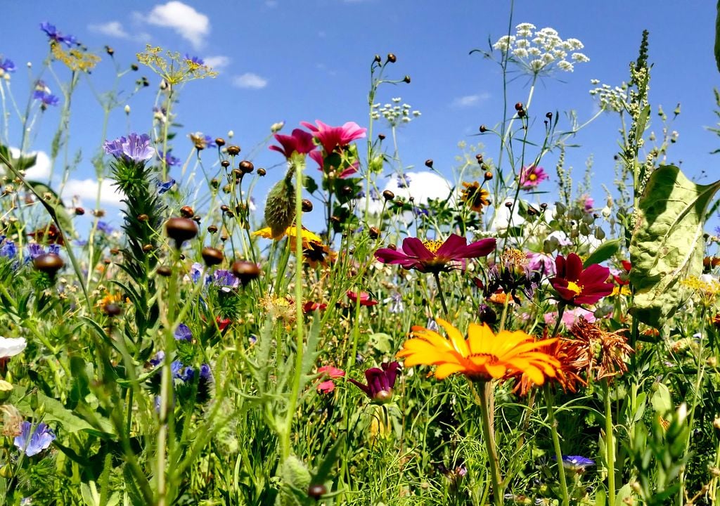 Biodiversity