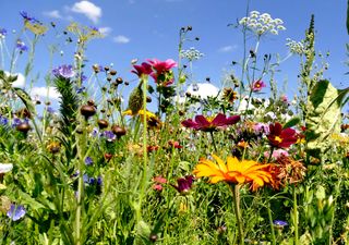 Kew’s ‘Noah’s Ark for plants’ banks record-breaking 40,000 species