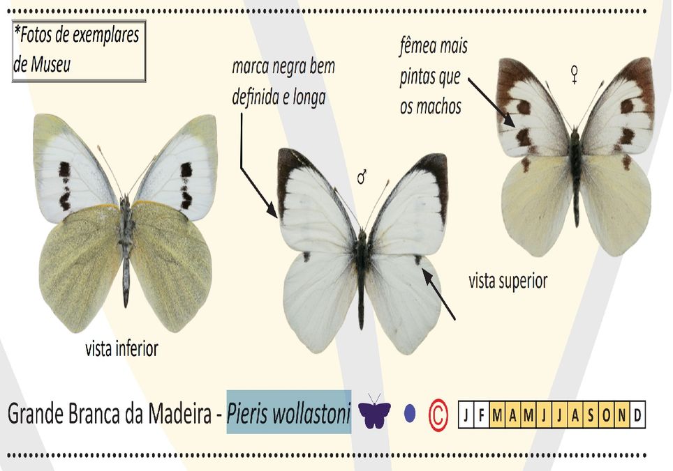 Grande Branca da Madeira