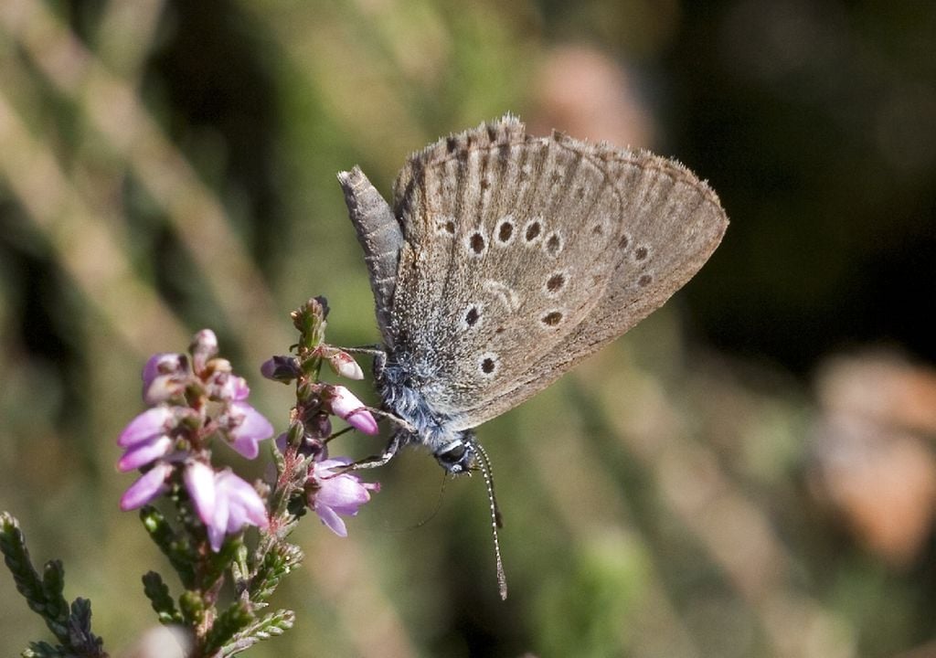borboleta-azul borboleta-azul