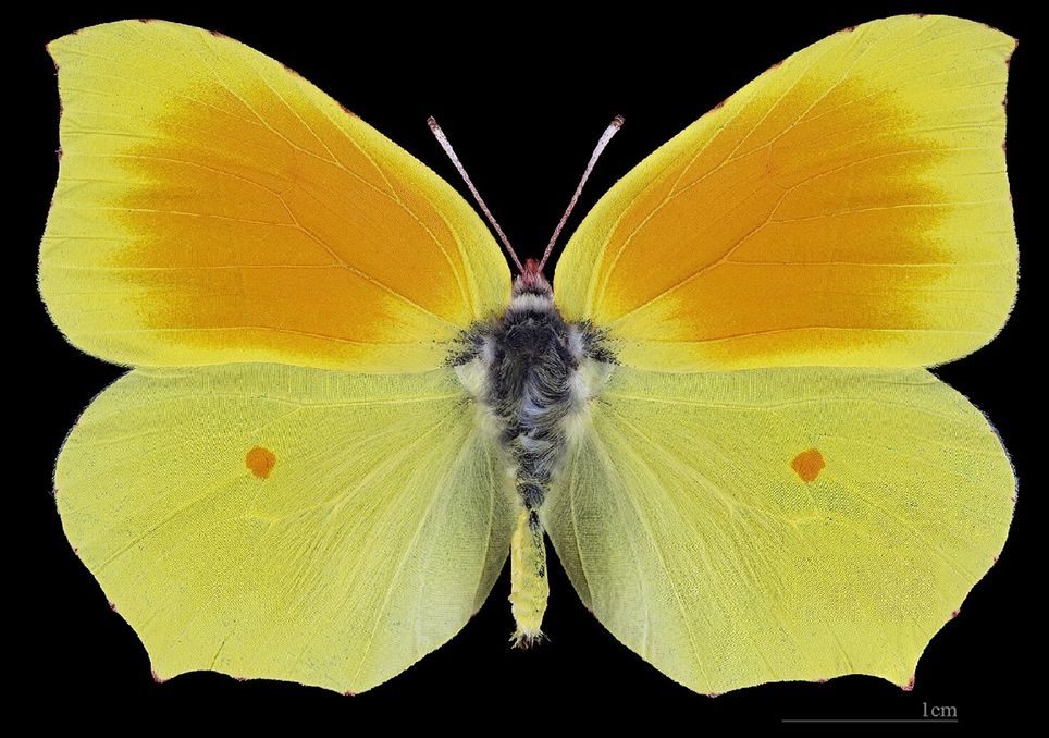 borboleta-cleópatra-da-Madeira