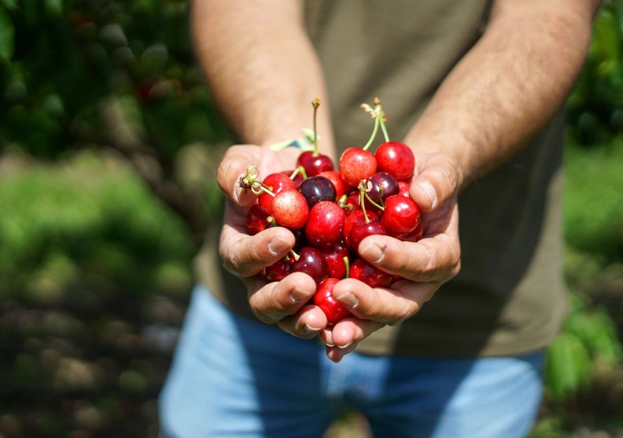 A cereja é uma fruta que oferece muitos benefícios para a saúde. E tais benefícios são possíveis porque a cereja contém fibras, flavonoides, vitamina C, luteína, zeaxantina, Vitamina A e betacarotenos.