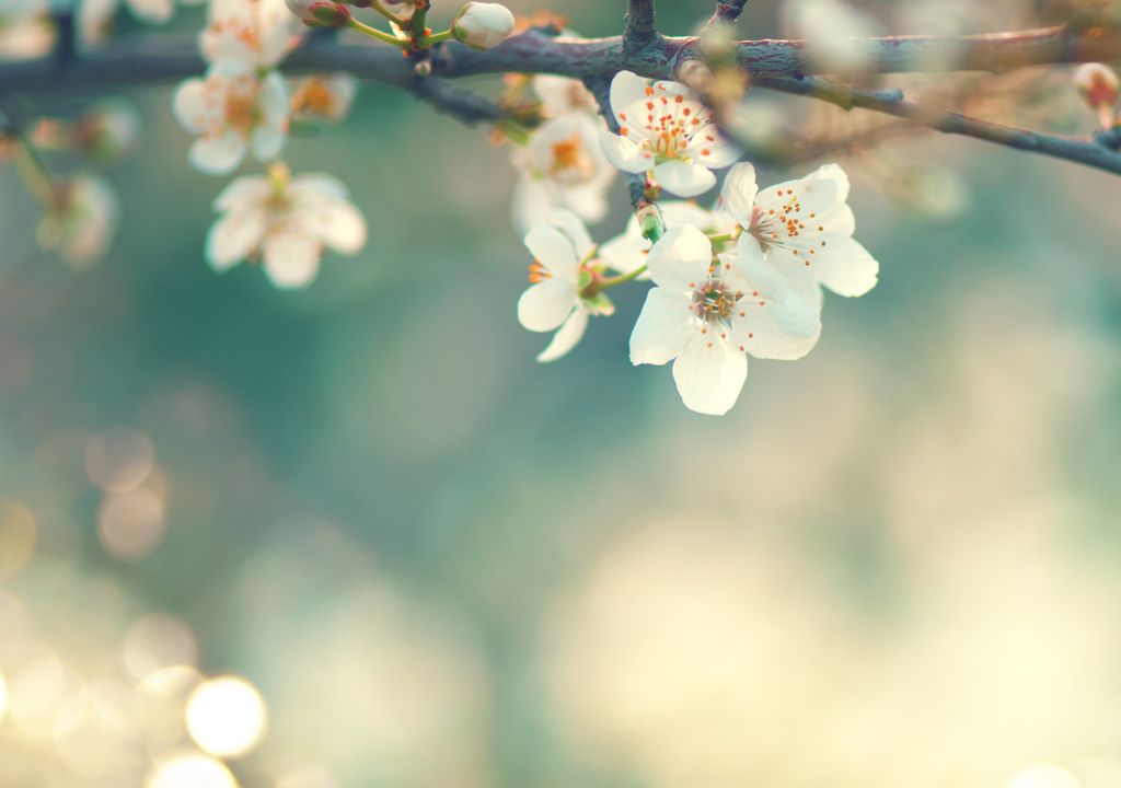 Spring blossom