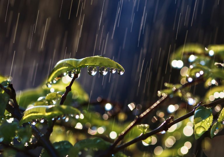 chuva; gotas de chuva; chuva; gotas de chuva;