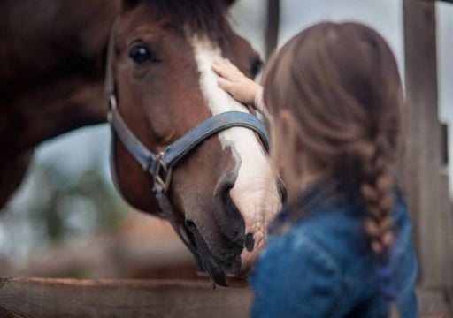 A ci&ecirc;ncia confirma que os cavalos sabem que estamos assustados s&oacute; pelo nosso cheiro
