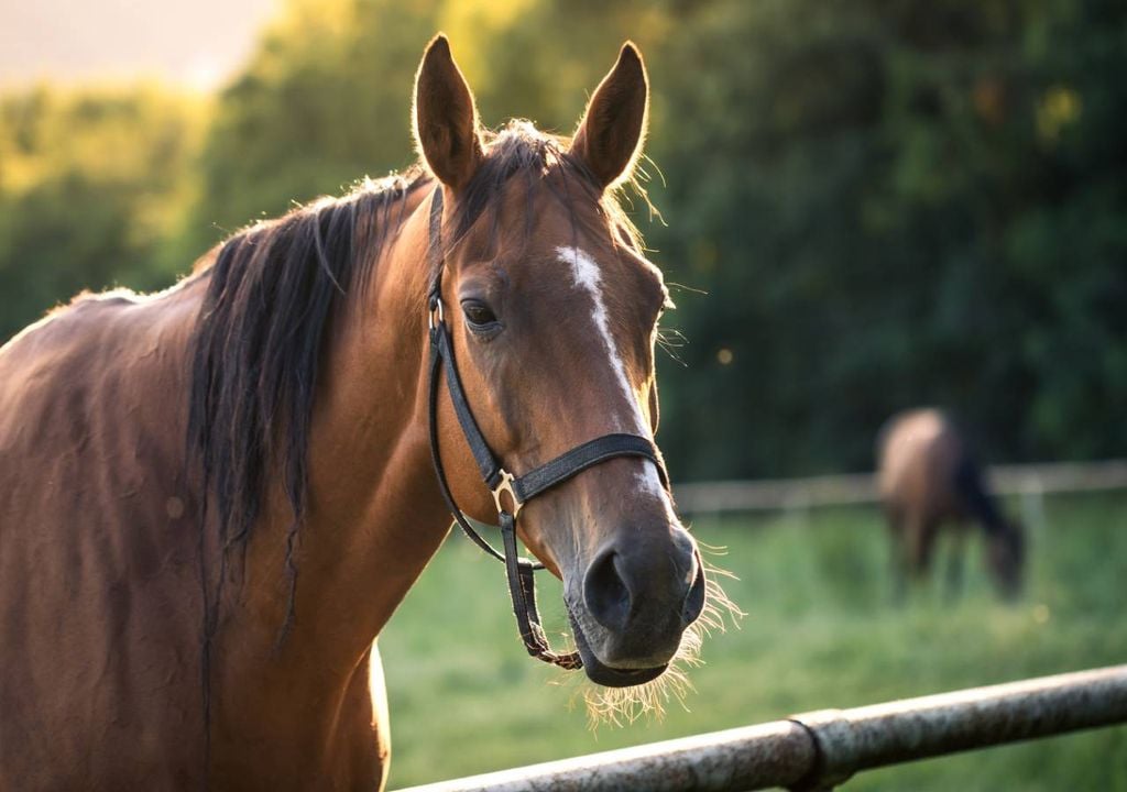 Esta descoberta mostra que o odor é capaz de influenciar o estado emocional de um cavalo. No estudo ficou demonstrado que os cavalos não reagiam a uma linguagem corporal tensa, a expressões faciais ou a movimentos nervosos, mas sim aos sinais químicos transportados pelo odor humano.