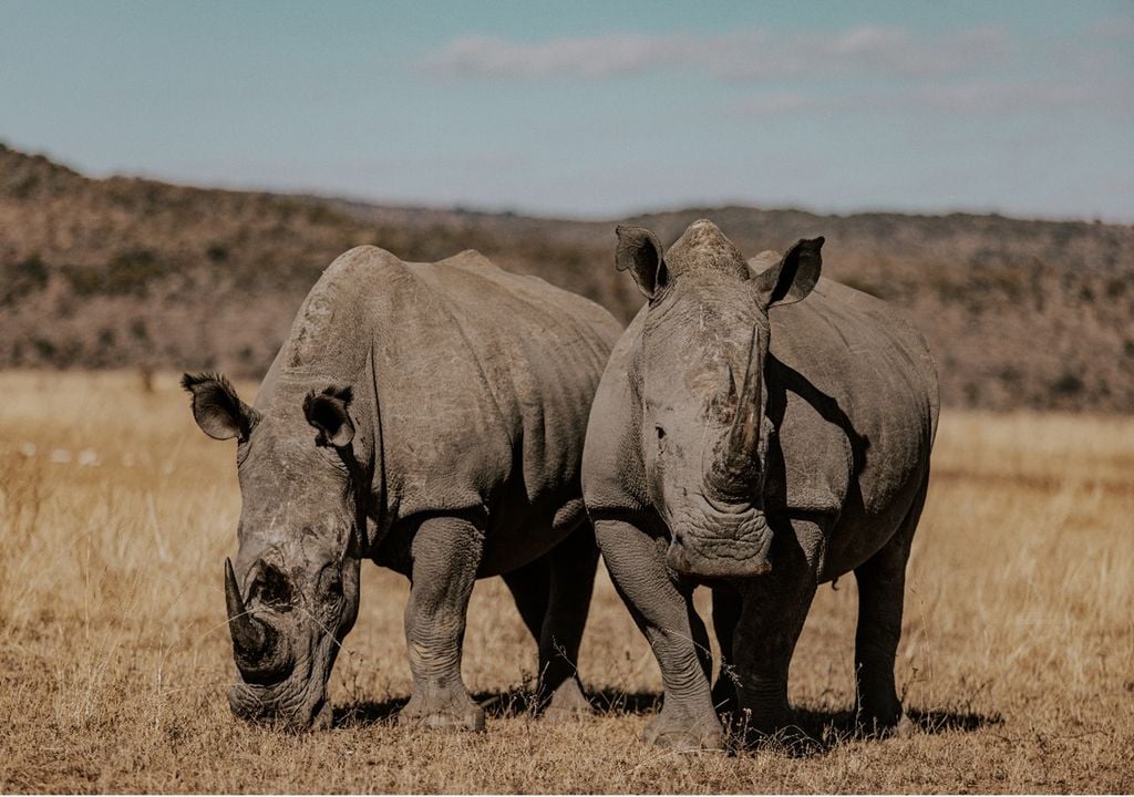 Dois rinocerontes numa savana da África do Sul Dois rinocerontes numa savana da África do Sul