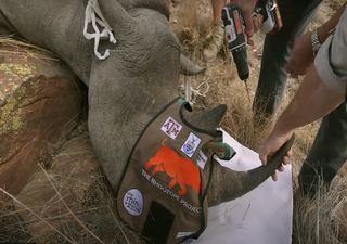 A ciência nuclear ajuda a proteger os rinocerontes da caça ilegal