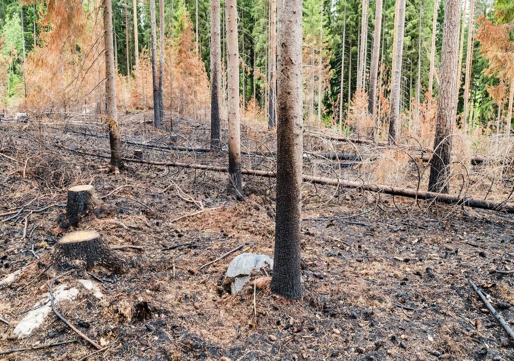 Vulnerabilidade ao fogo e novas formas de gestão da paisagem Vulnerabilidade ao fogo e novas formas de gestão da paisagem