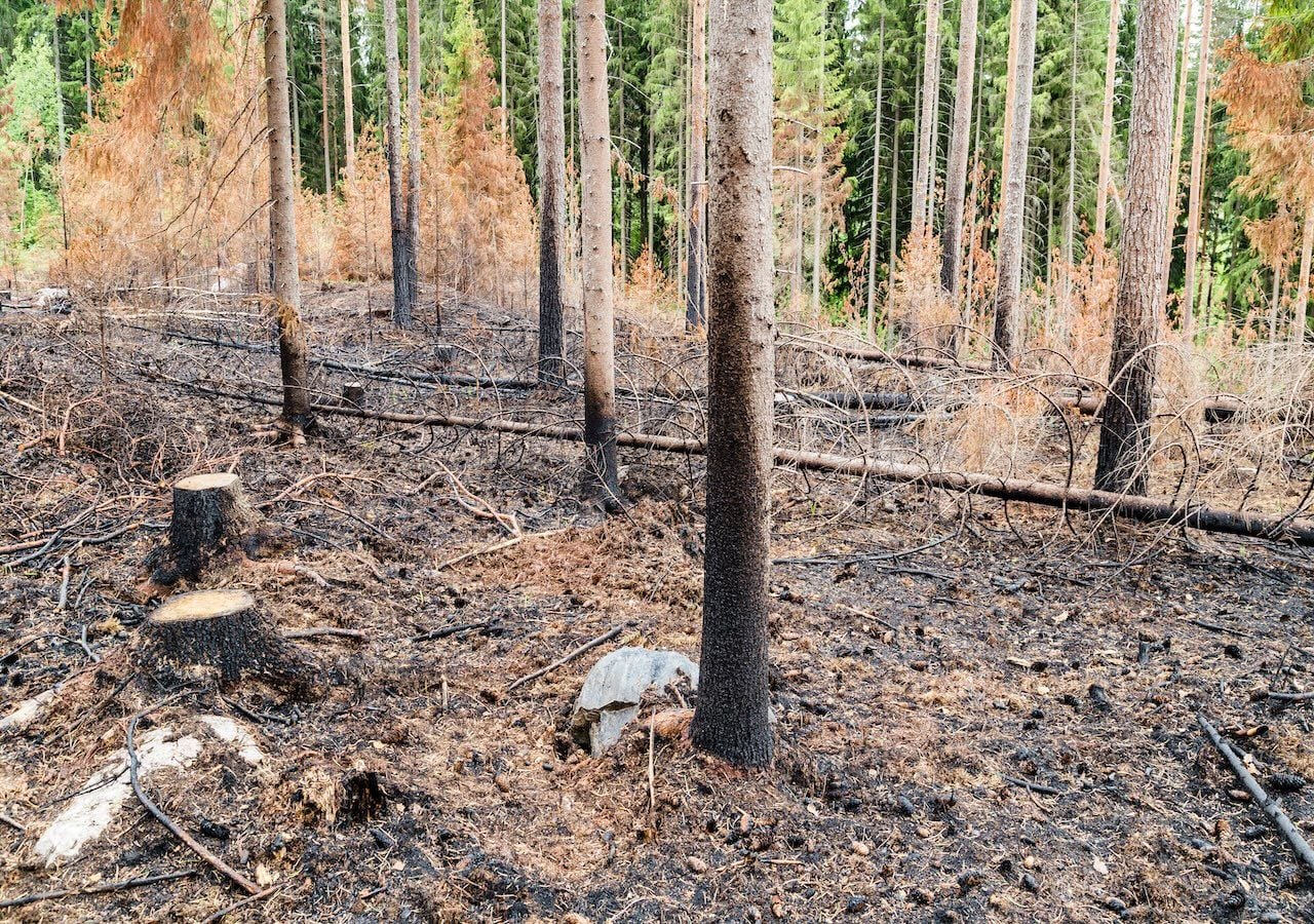 Várias investigações internacionais publicadas recentemente demonstram que a paisagem florestal necessita de ser gerida de forma diferente para reduzir a vulnerabilidade ao fogo.