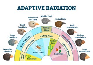 A 30-year study of 'Darwin’s finches' reveals the ‘genetic architecture’ of evolutionary change