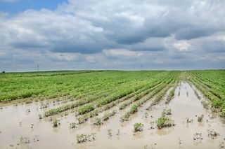 A crise climática do Rio Grande do Sul: impactos para a agricultura com a chegada do inverno