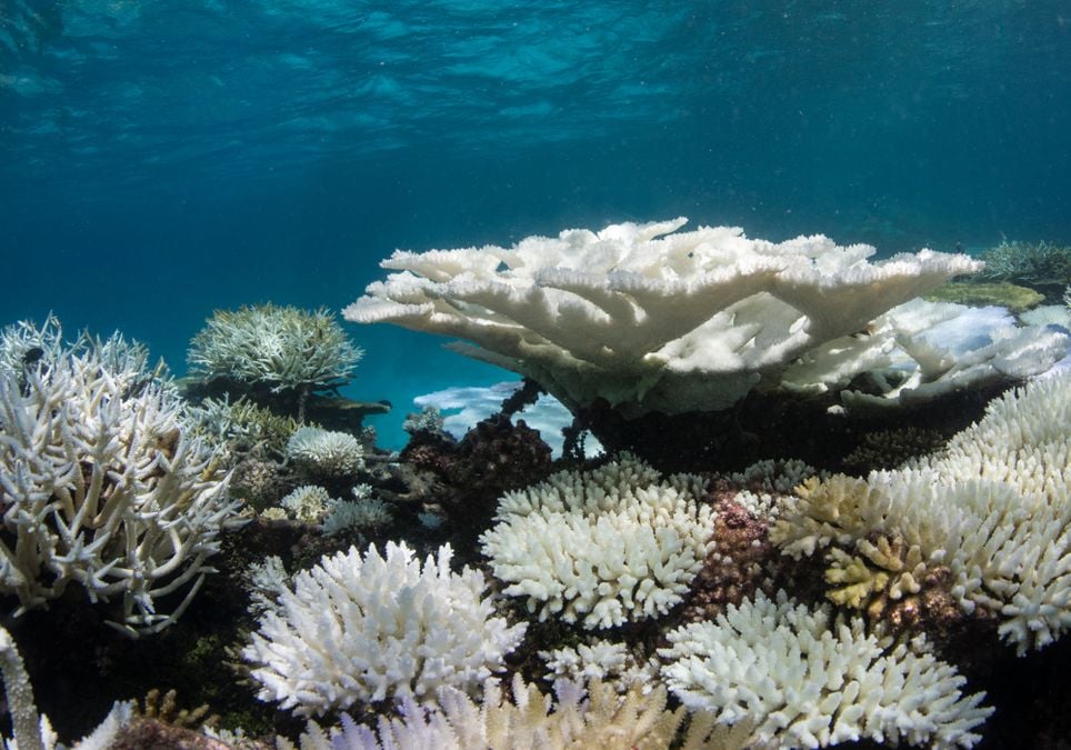 Mudanças Climáticas E A Crise Dos Recifes De Corais