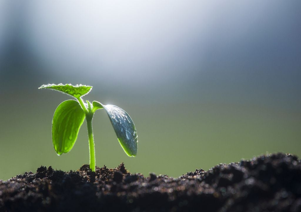 Planta creciendo en el suelo