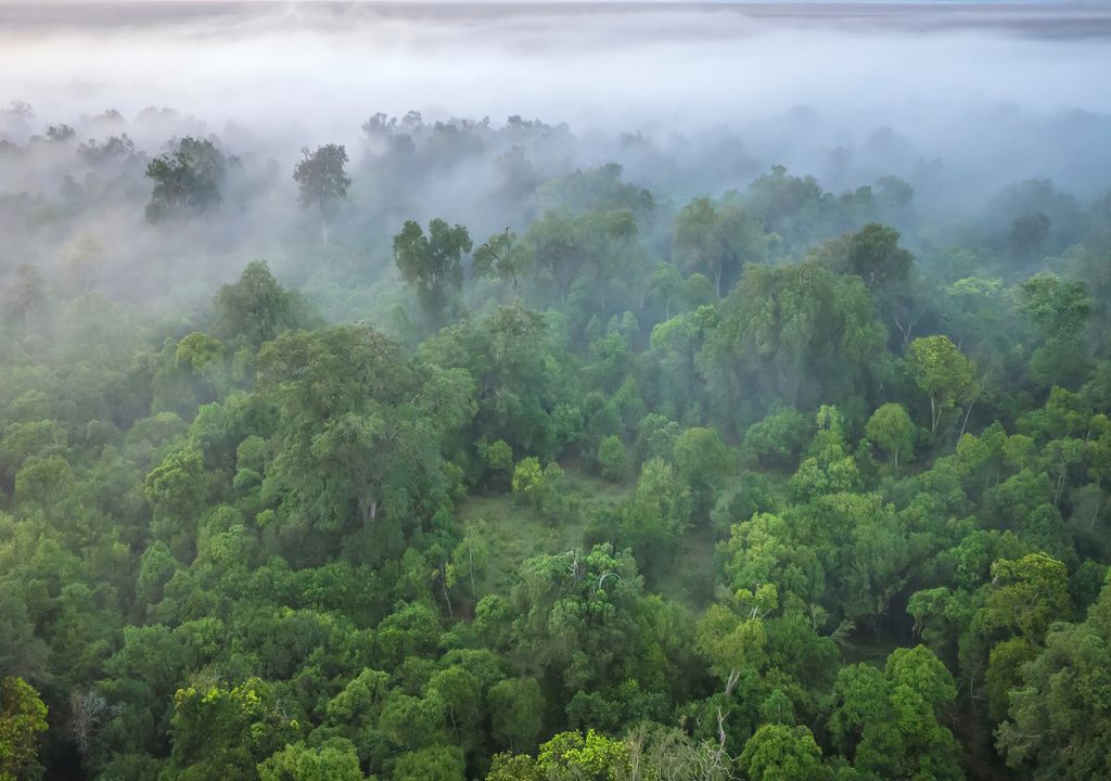 florestas; África; água; clima