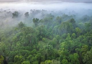 A desflorestação intensifica as alterações climáticas ao aumentar as temperaturas e o nível das nuvens