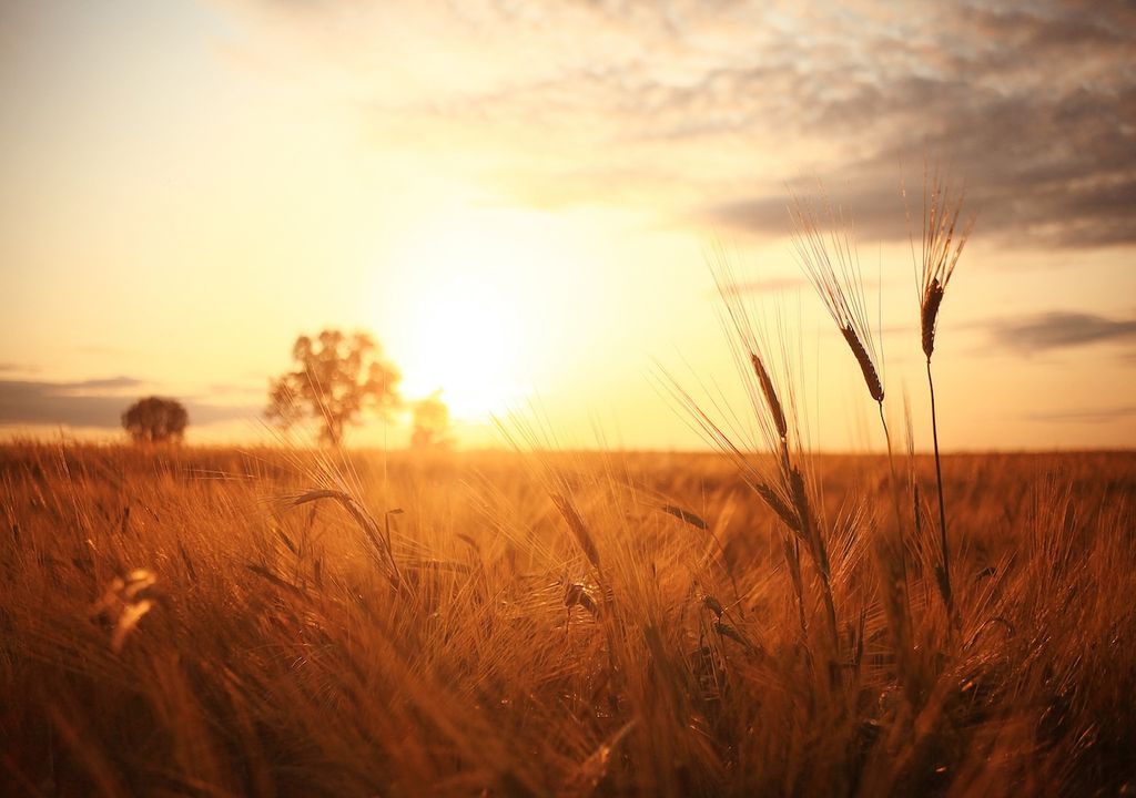 A dry week with the best of the sunshine across western Britain or during the evening.