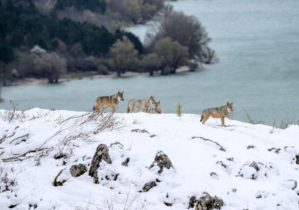 Parco d'Abruzzo - ciaspole
